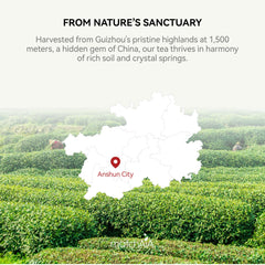 MatchAiA premium matcha leaves shade-grown for rich aroma
