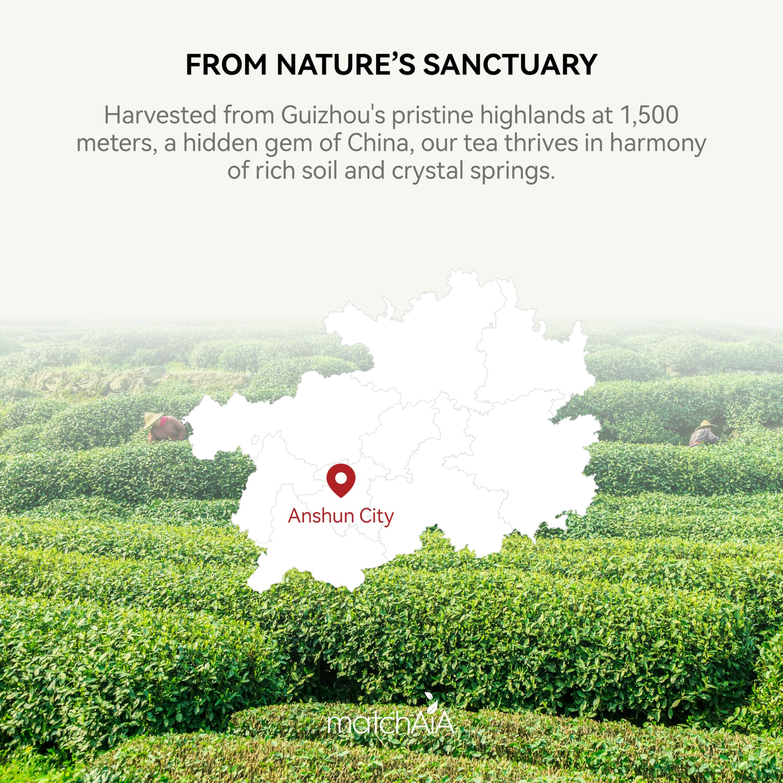 MatchAiA stone-ground powder retains nutrients and fresh aroma.