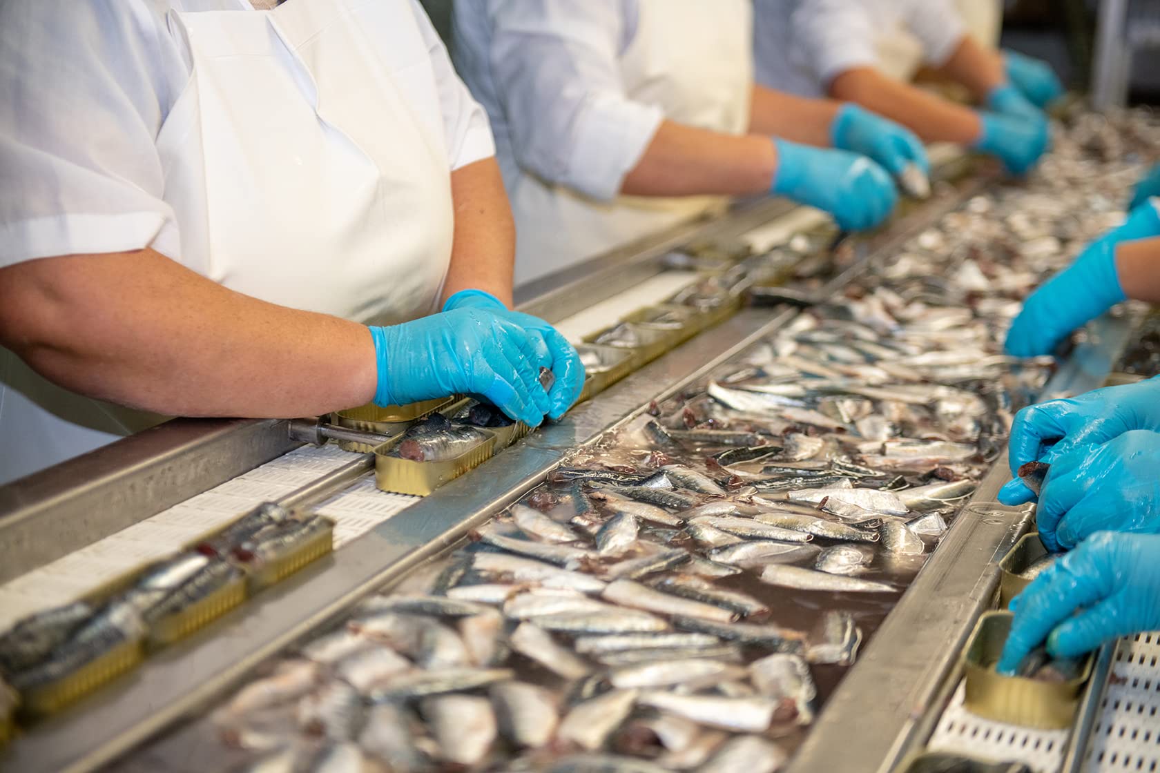 Matiz sardines nutrient-dense calcium proteins and minerals in each bite