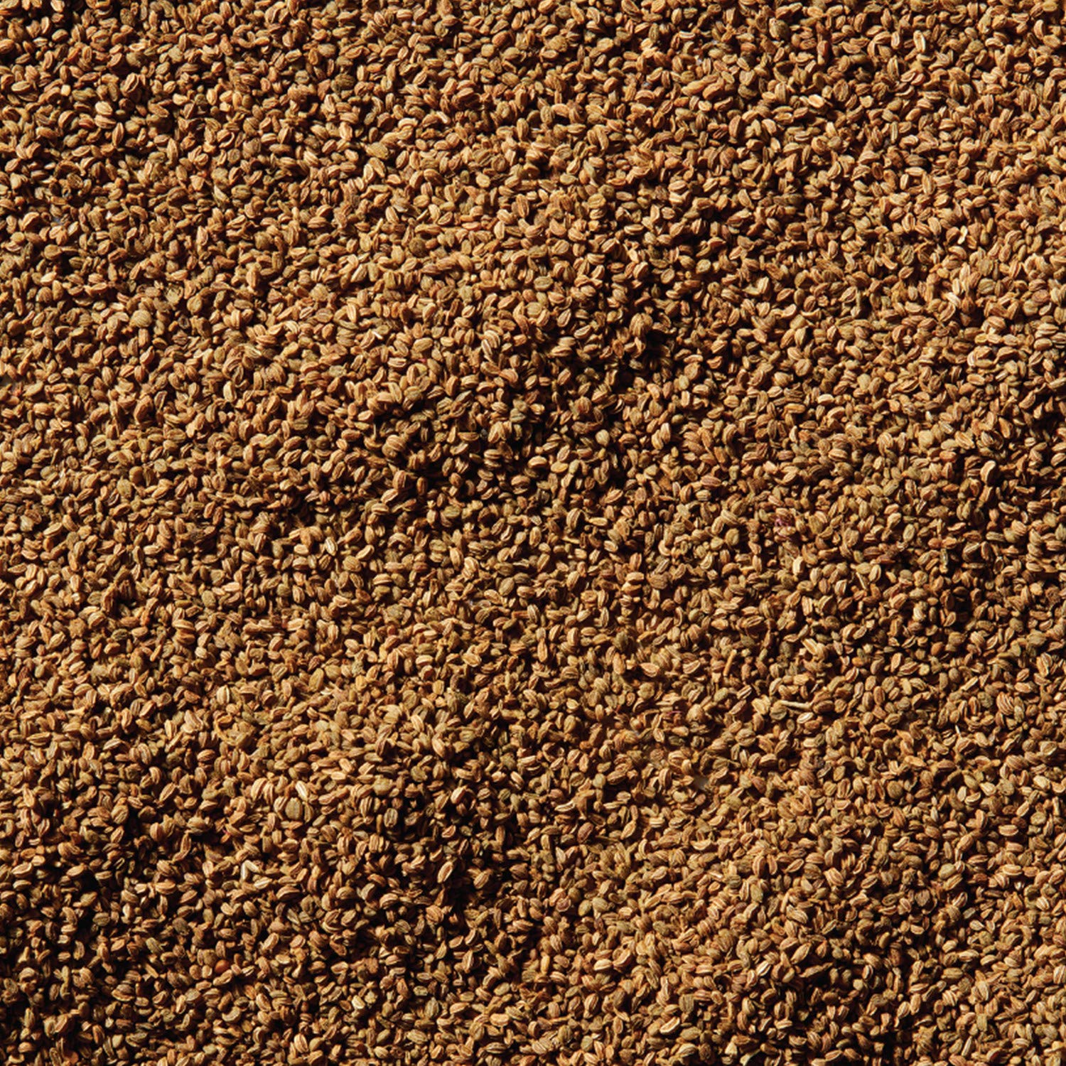Pouring McCormick Celery Seed from bottle into a dish