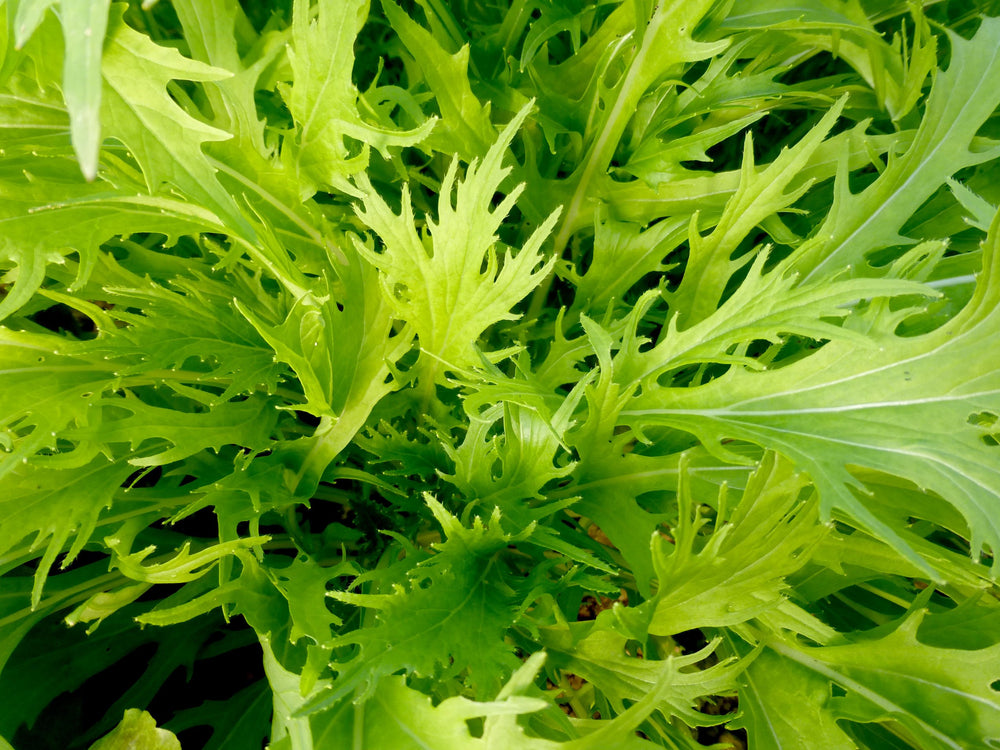 Mizuna leaves harvest-ready for fresh salads and stir-fries.