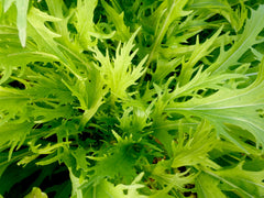 Mizuna leaves harvest-ready for fresh salads and stir-fries.