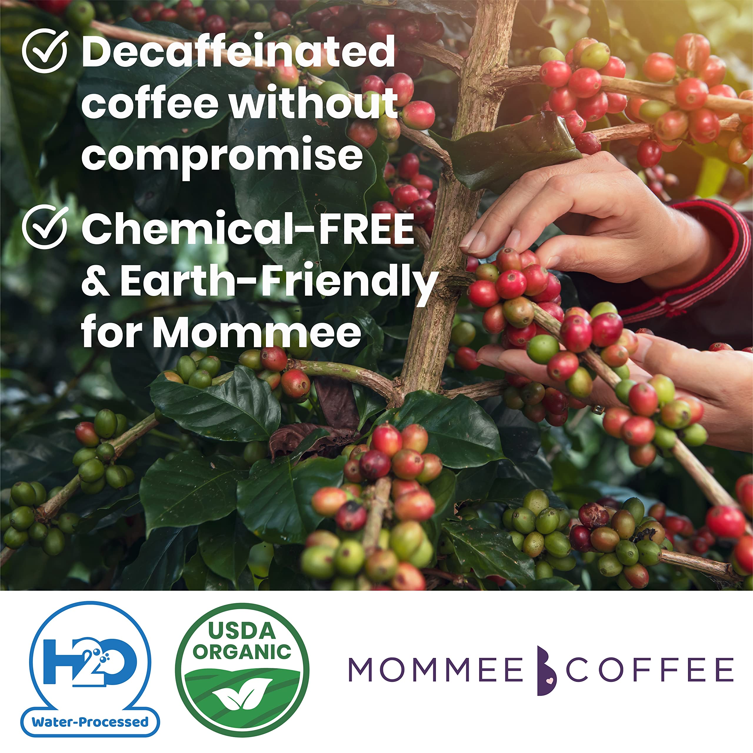 Organic, non-GMO beans highlight clean ingredients and sustainability.