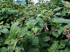 MONTEREY BAY HERB CO kosher-certified raspberry leaf for purity and trust