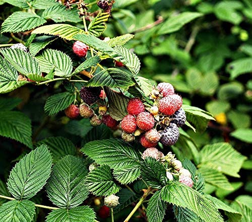 MONTEREY BAY HERB CO USDA Organic raspberry leaf for clean sourcing