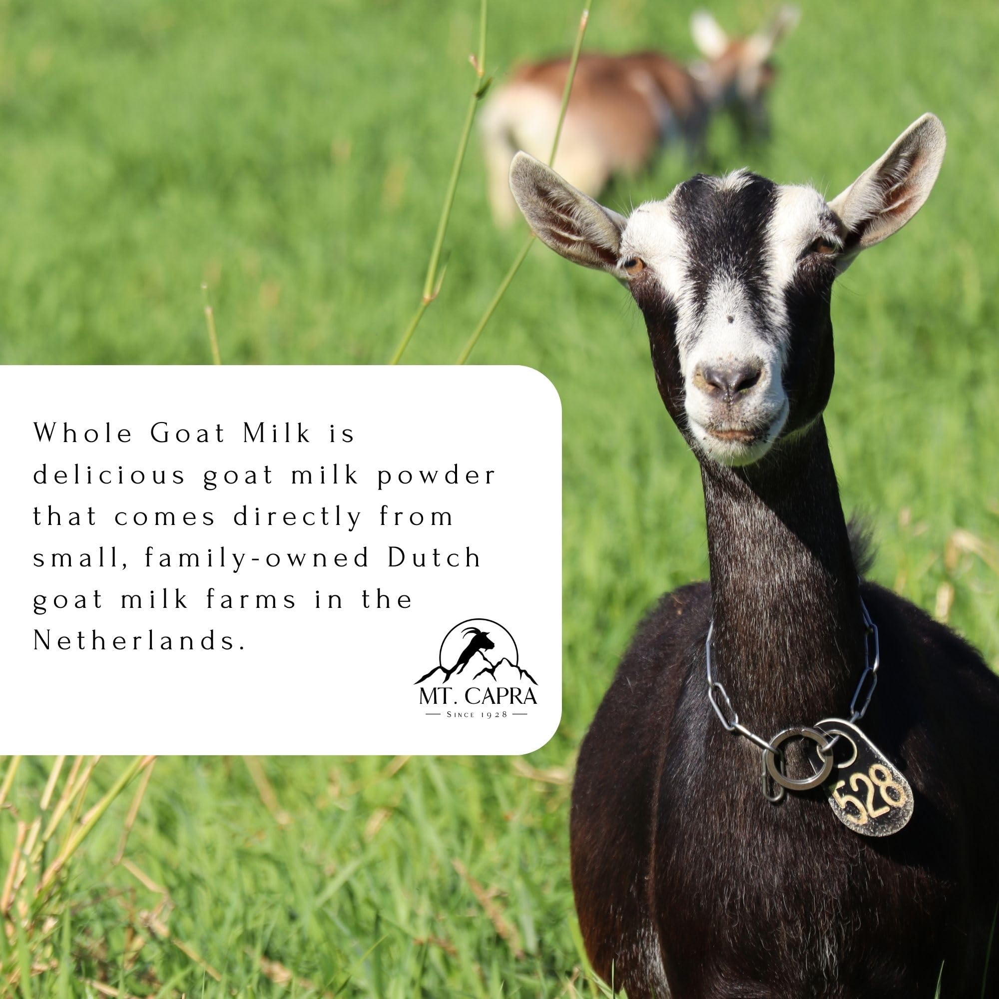 Mt Capra Goat Milk Powder creamy texture closeup, perfect for baking and cooking