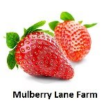 Mulberry Lane Farms cooked hulled barley enriches everyday meals