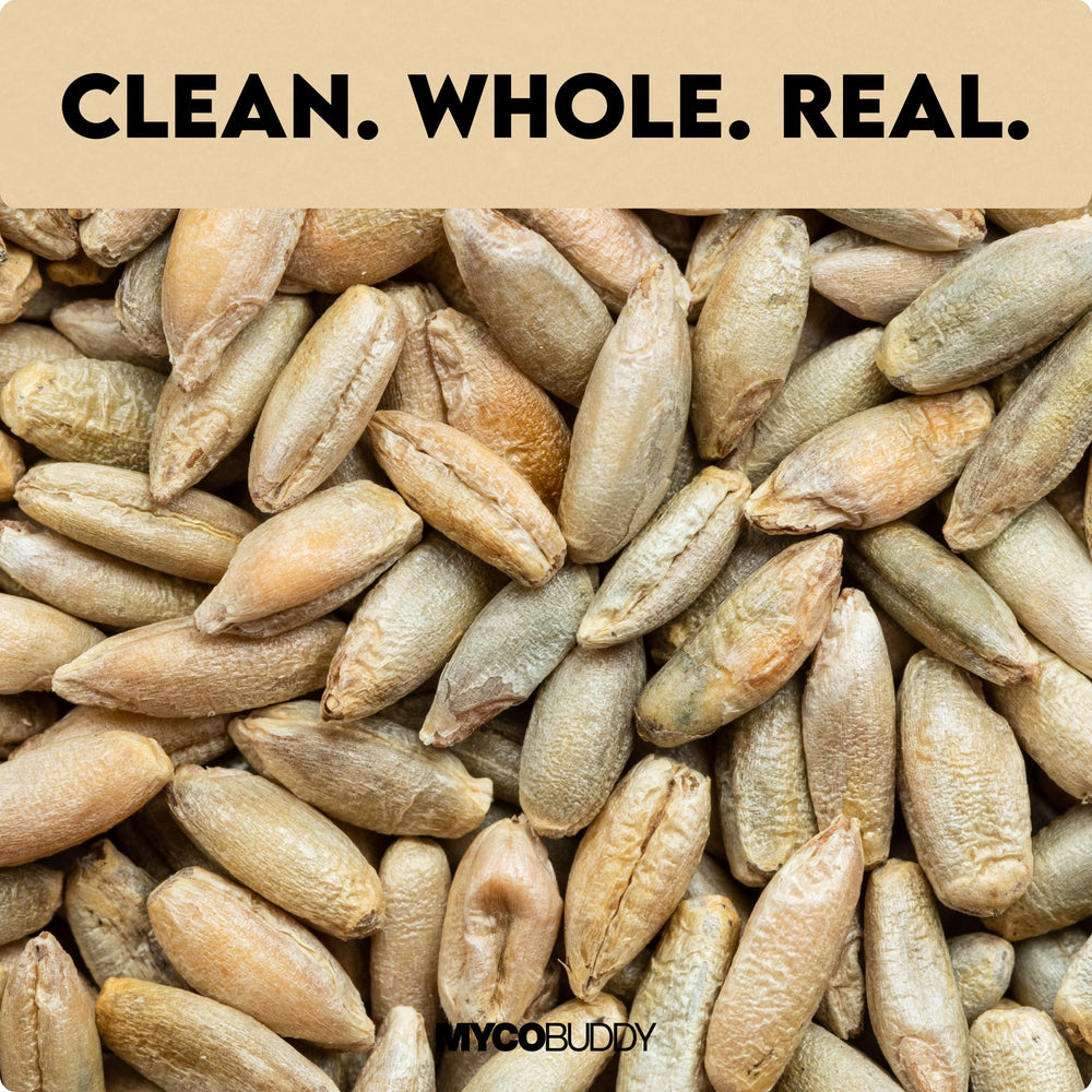 Myco Buddy rye berries in a bowl add nutty flavor and chewy texture