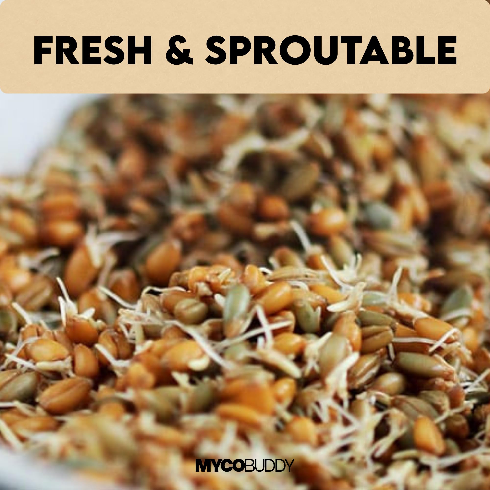 Myco Buddy Rye Berries milled flour setup suggesting versatile baking.