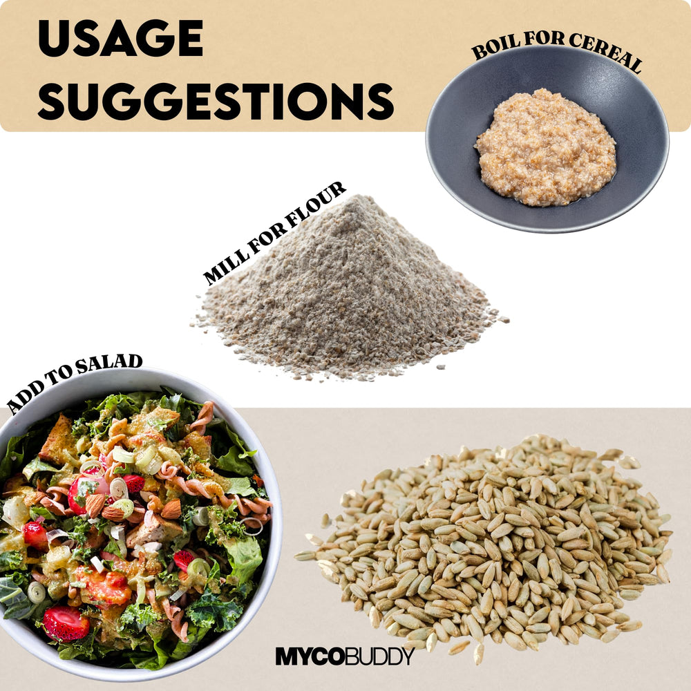 Myco Buddy Rye Berries sprouting jar for quick, fresh sprouts.