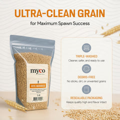 Mycology Basics hydrated rye berries demonstrate preparation for spawn.