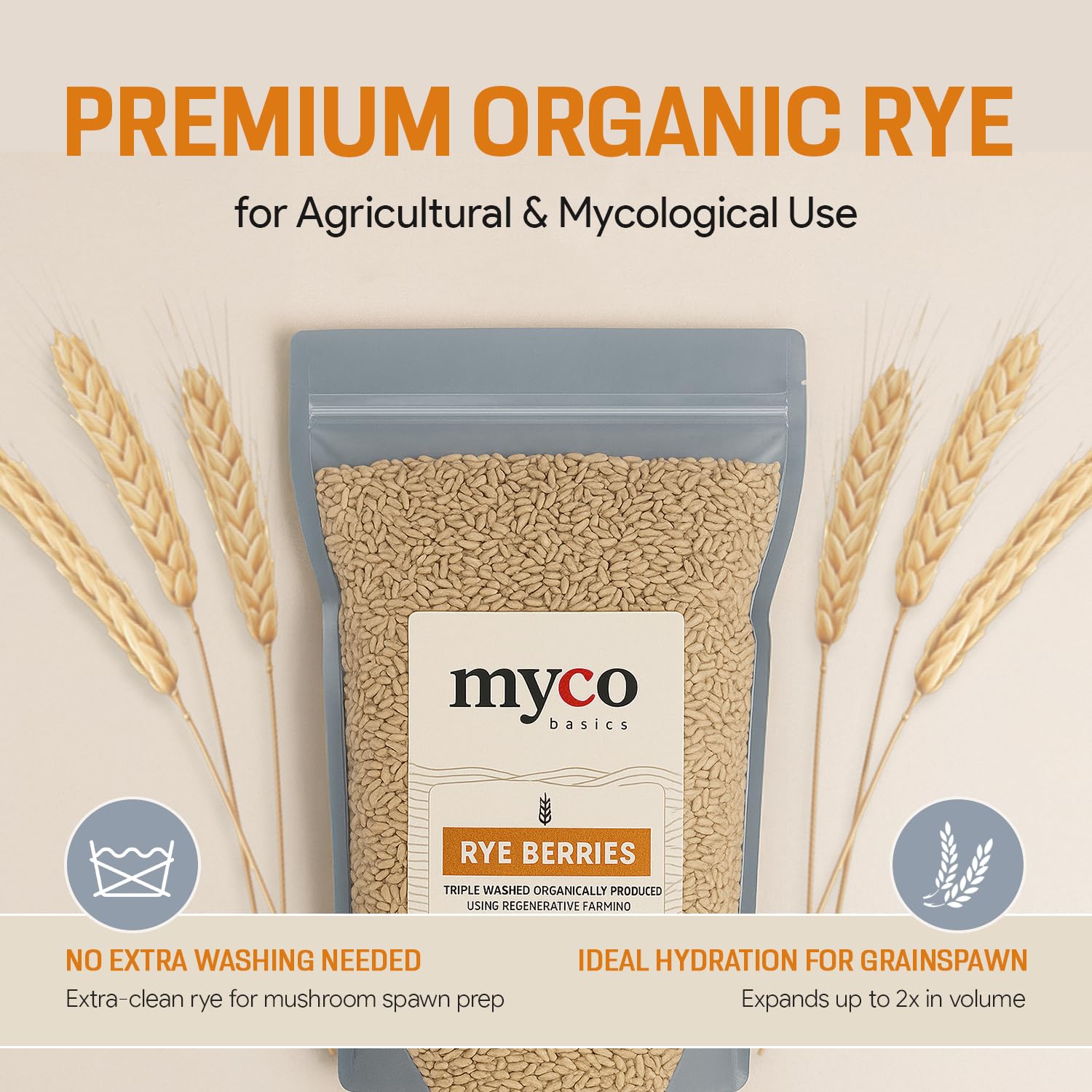Mycology Basics measuring rye berries for precise quantity in recipes.