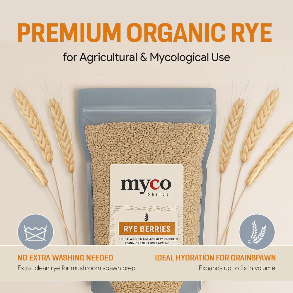 Mycology Basics measuring rye berries for precise quantity in recipes.