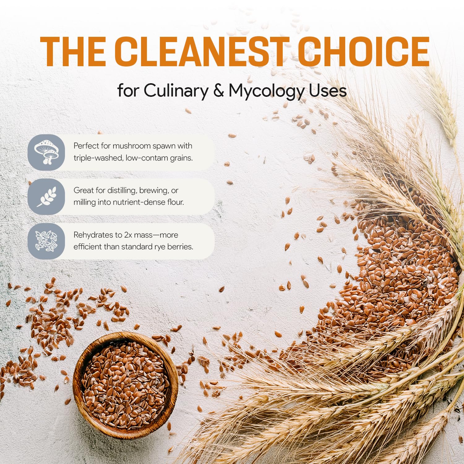 Mycology Basics organic, non-GMO rye berries ideal for higher protein in meals.