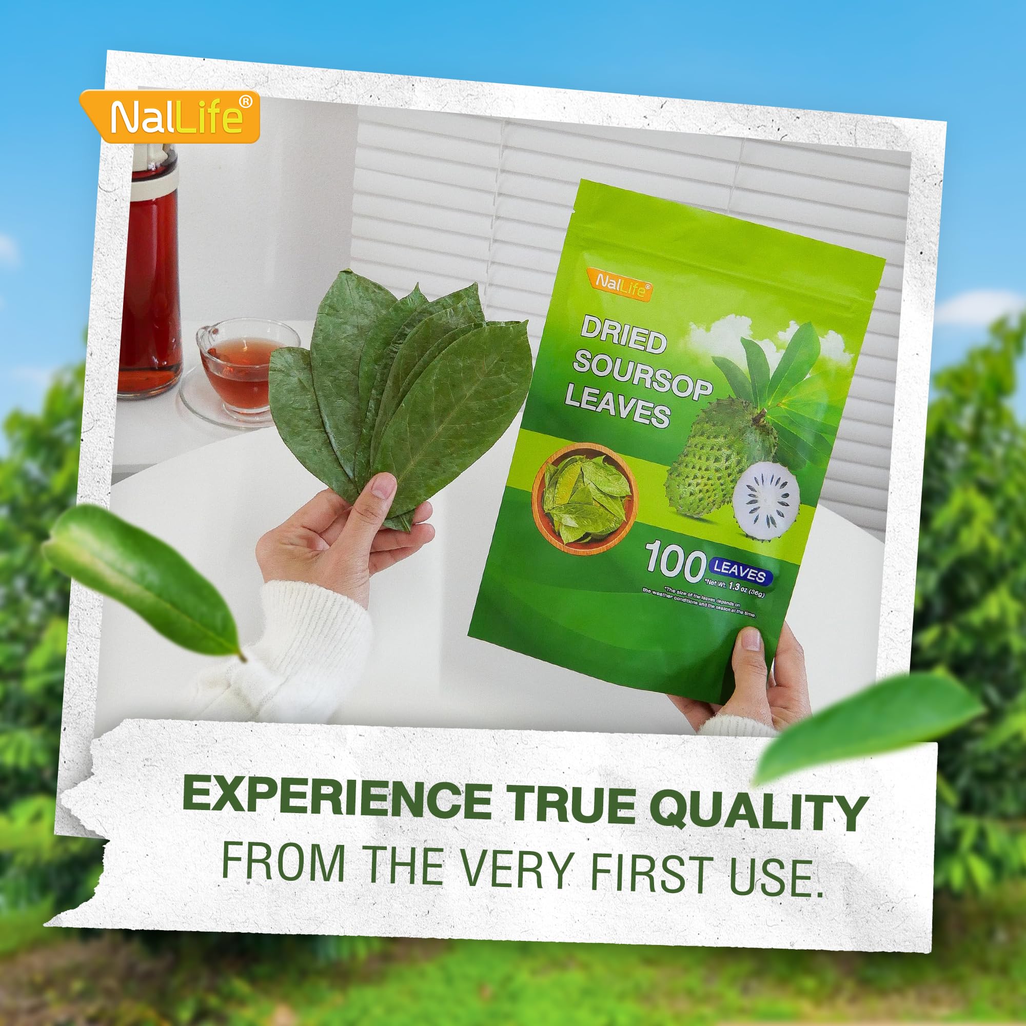 NalLife Soursop Leaves – Thorough checks ensure reliable dried leaves.