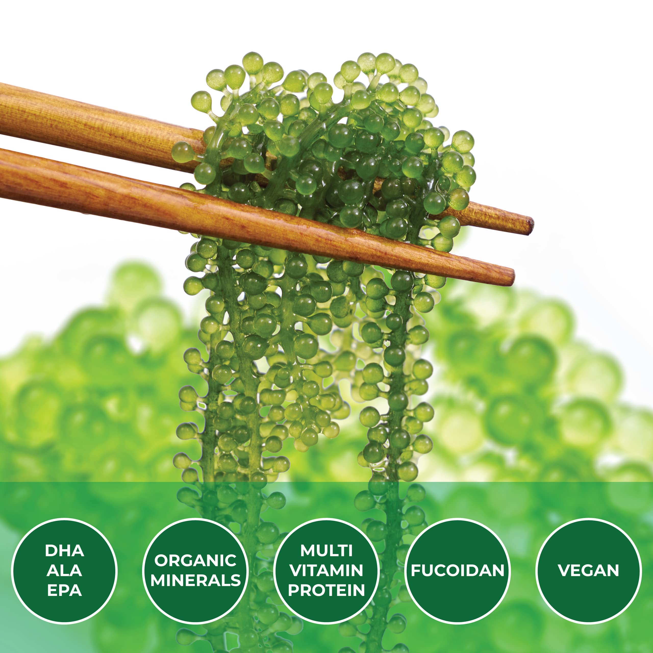 NAMISO green caviar sea grapes highlighting fiber rich snack option
