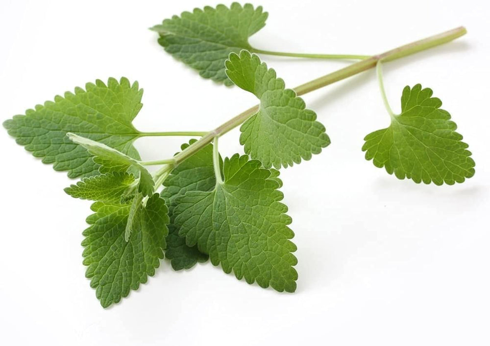 Nature Tea Catnip loose leaf display, aromatic herb for beverages.