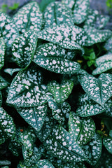 Naturegrail dried lungwort pack, convenient for cooking and crafting.