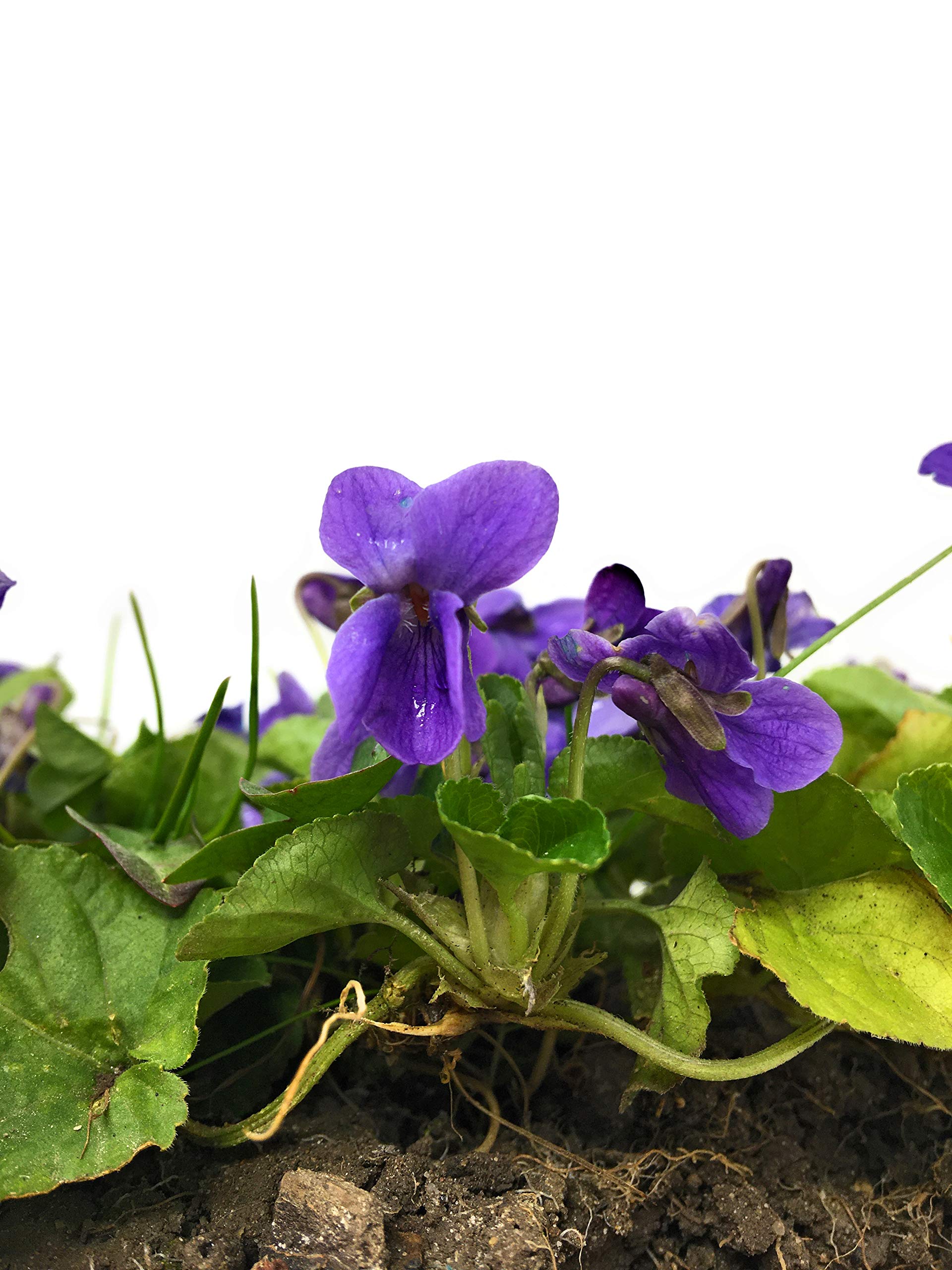 Naturegrail dried violet flowers for soaps and candles, subtle color accents.