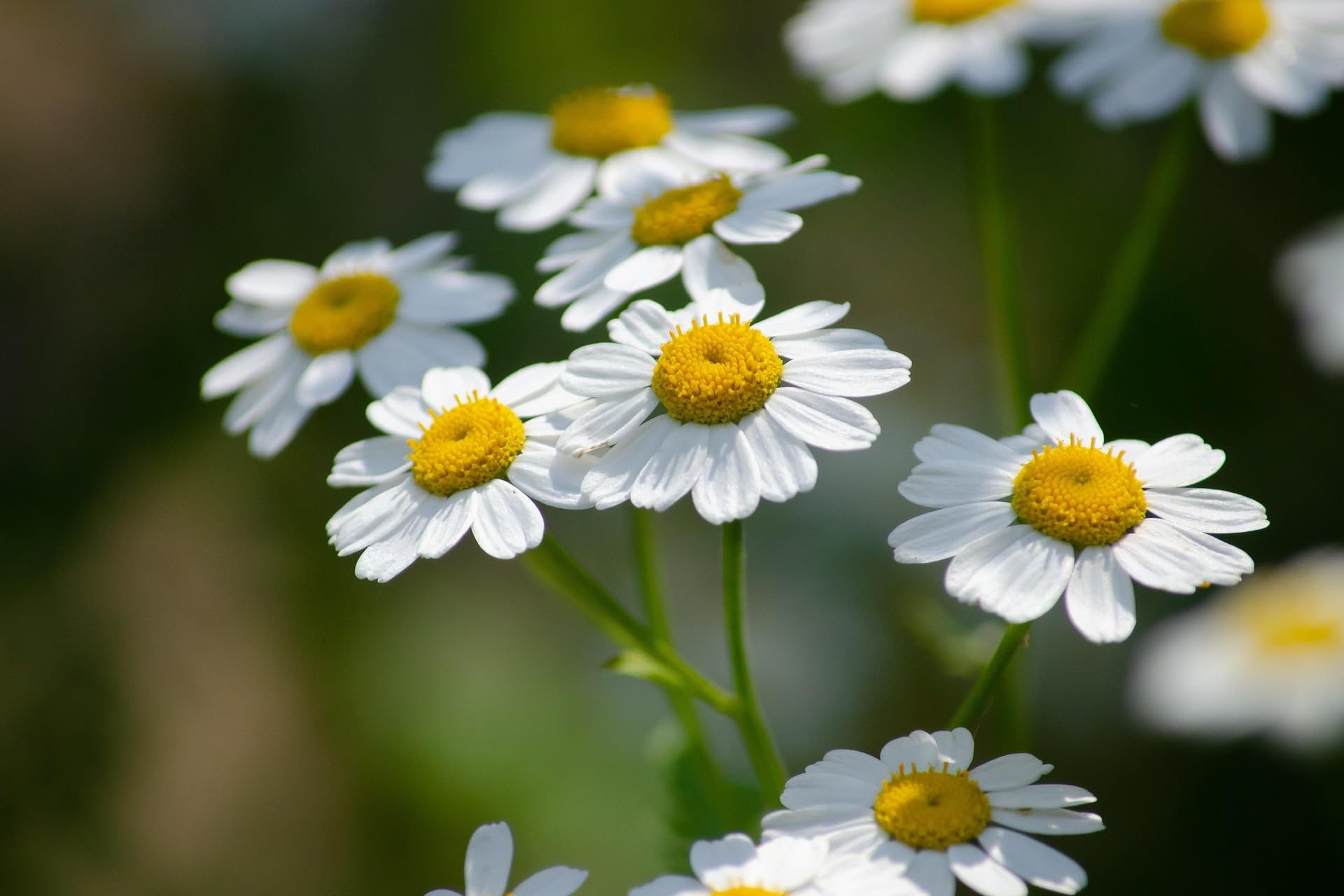 Naturegrail Feverfew flowers and foliage, ornamental and aromatic for garden displays.
