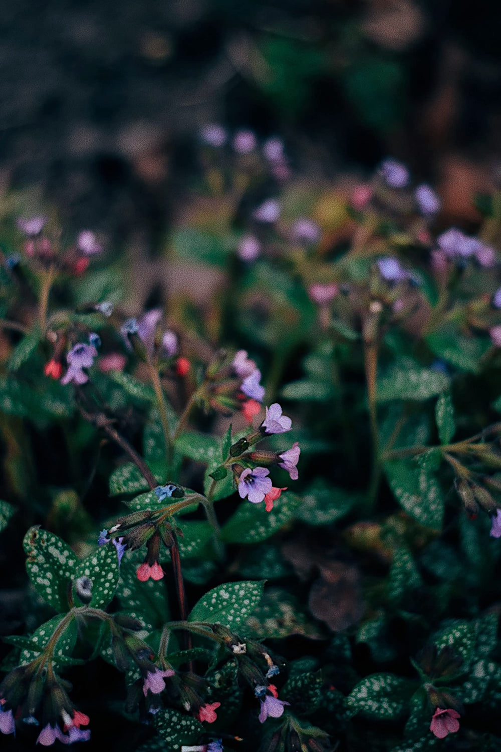 Naturegrail pulmonaria flowers provide color for salads and desserts.