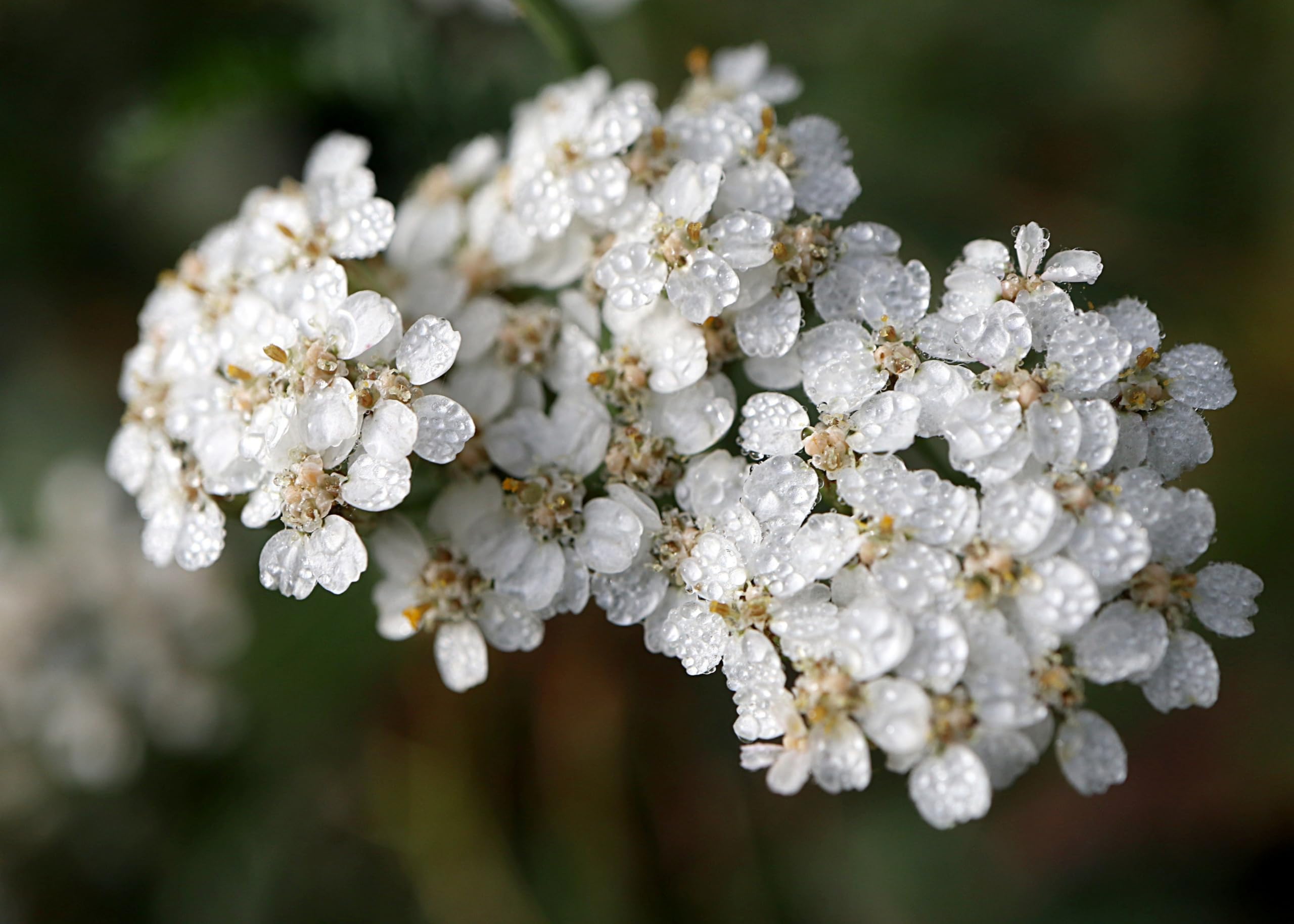 Naturegrail Yarrow Tea origin Bulgaria highlights authentic herbs
