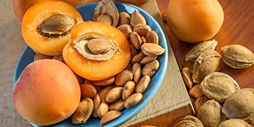 Close look at bitter apricot seeds highlighting strong flavor