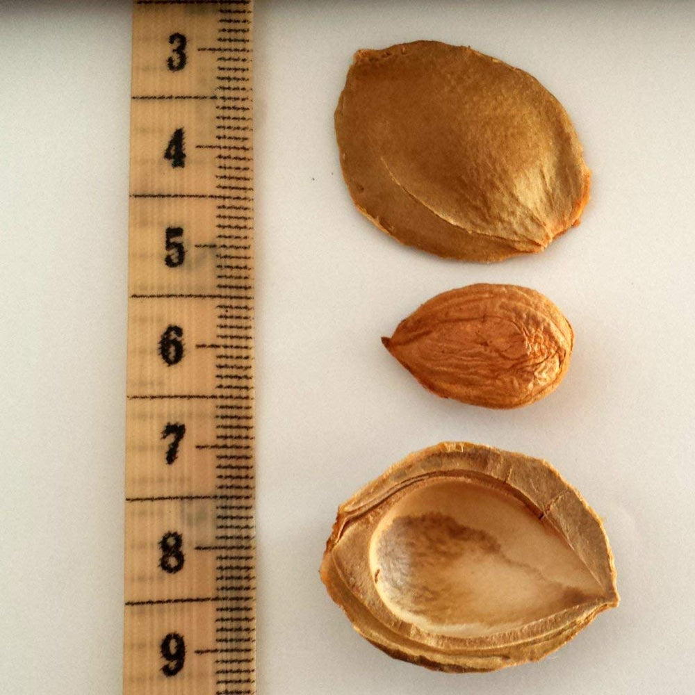 Ready-to-enjoy Nature's Choice apricot seeds for snacking or culinary use