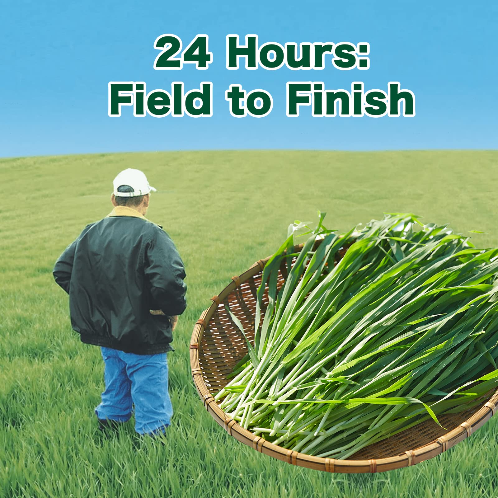 Kin no Aojiru Japanese grown barley grass with vibrant color
