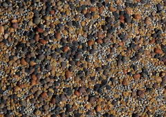 No-Till Solutions 13-Seed Mix germination spread shows early soil protection