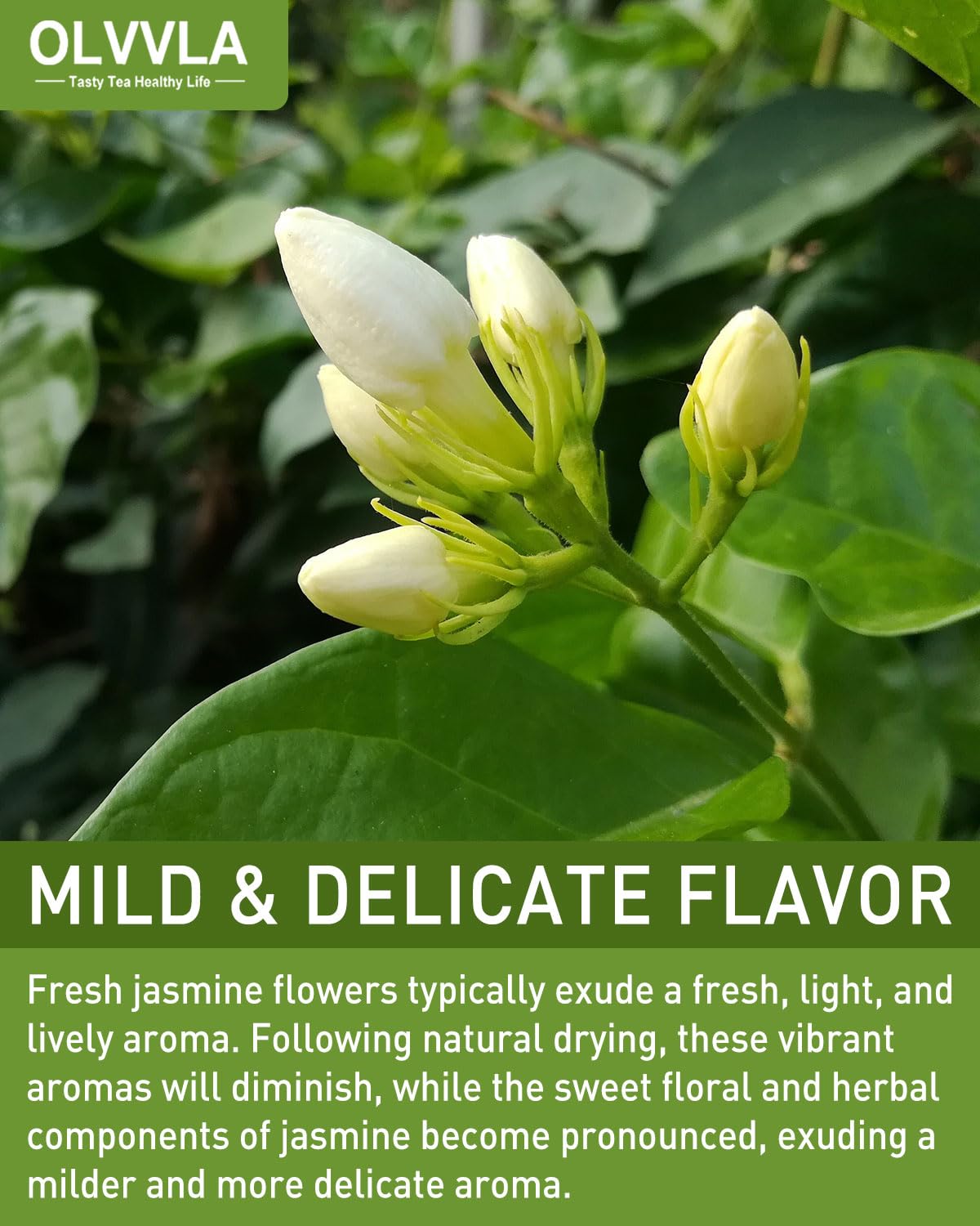 Olvvla tea cup brew jasmine showing mild floral aroma for relaxation
