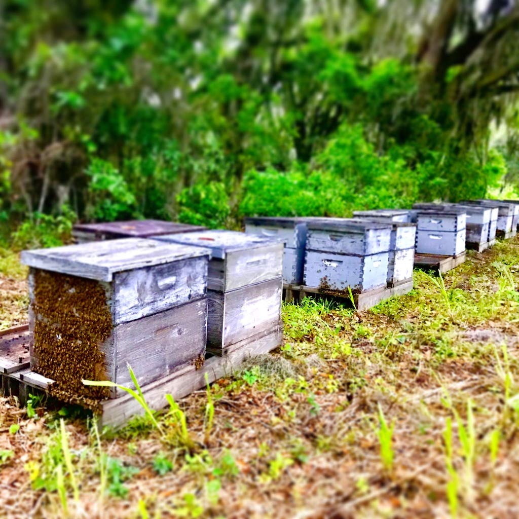 Apalachicola River region Tupelo honey, sustainably sourced and handcrafted for purity