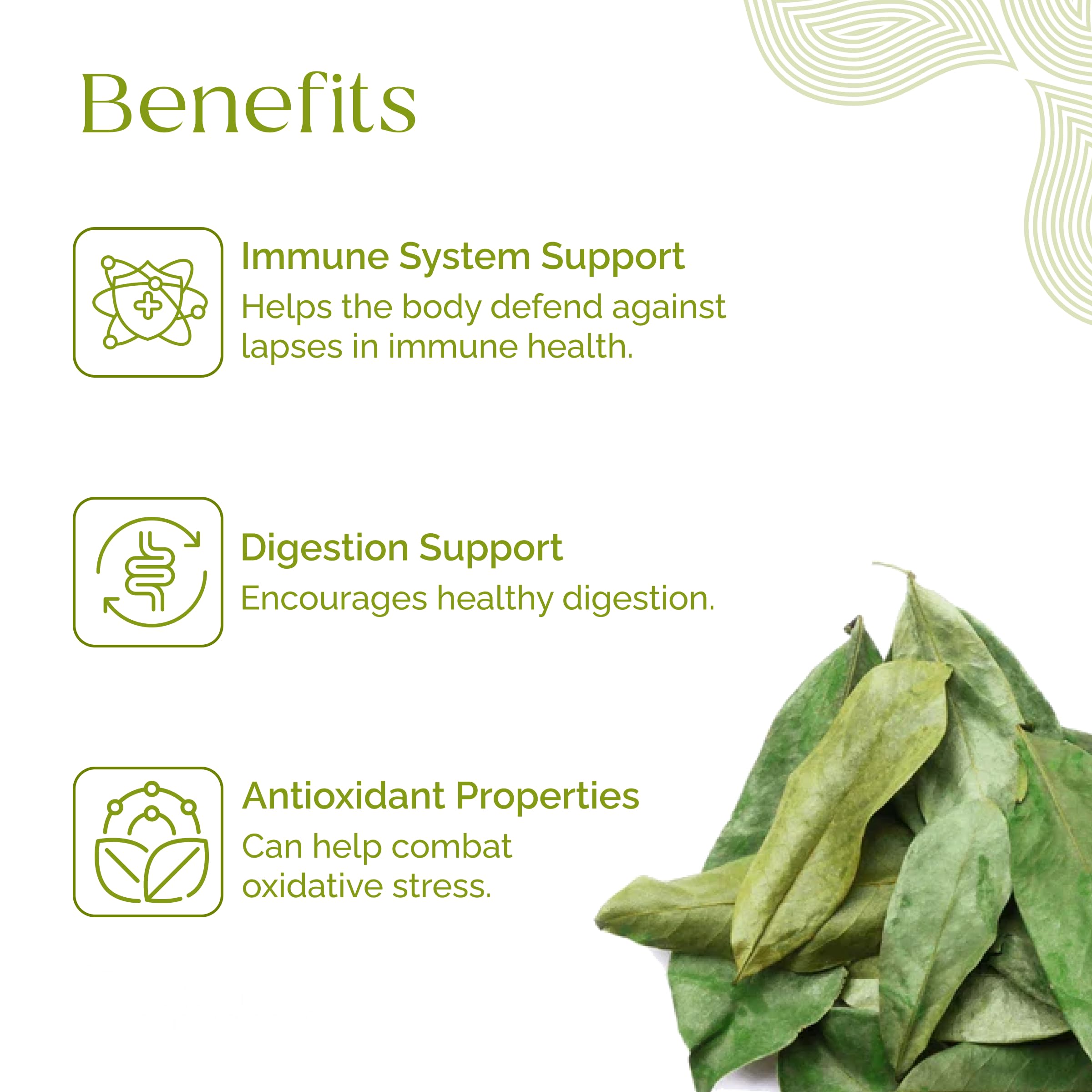 Organic Pharmacist soursop leaves handpicked view emphasizes careful harvest and purity.