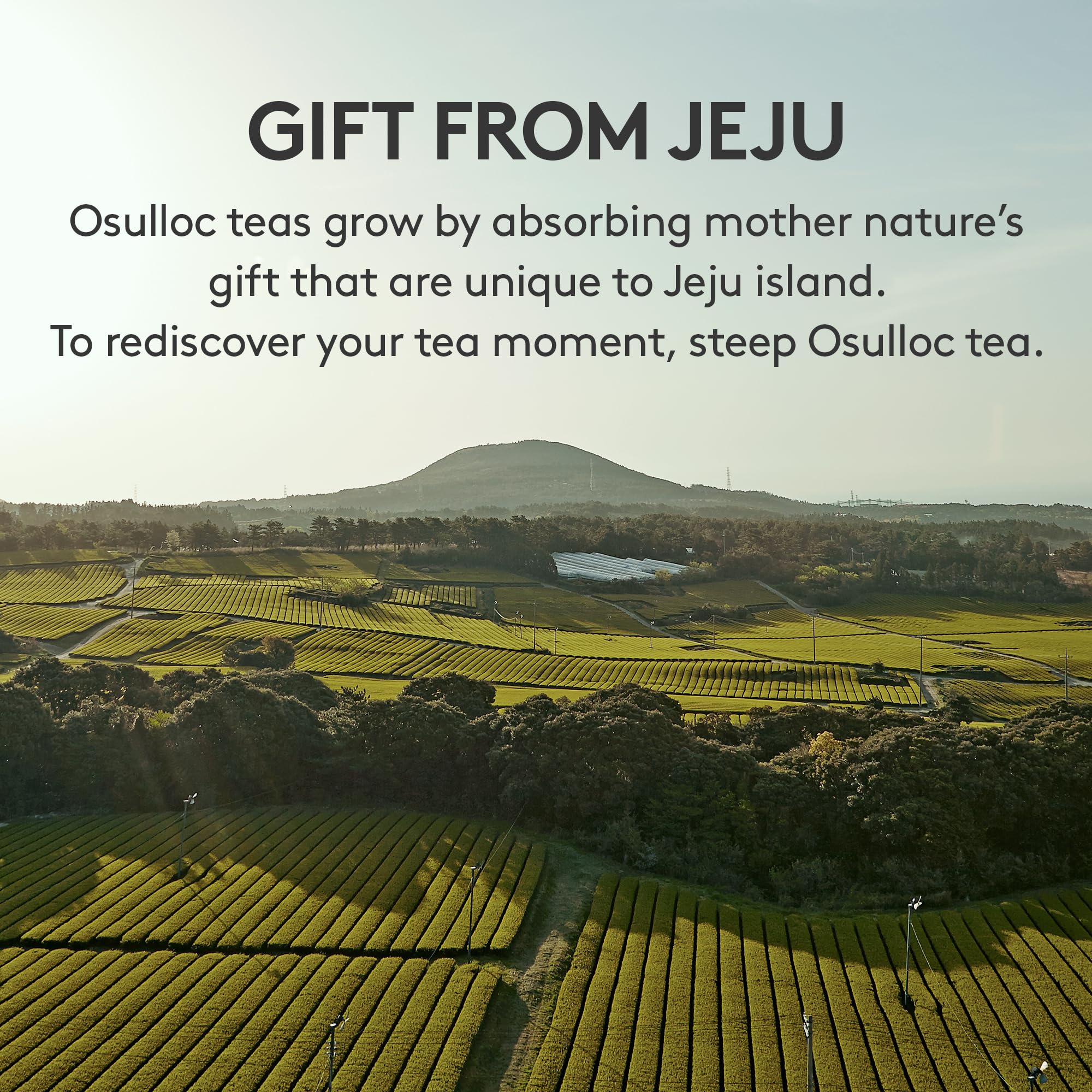 Osulloc Fig Chocolat Black Tea bag showing vibrant leaves ready to steep.
