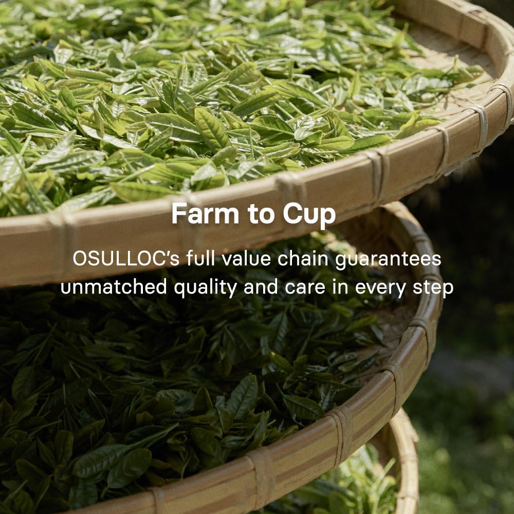 Osulloc Jeju island tea fields under clear sky evoke fresh harvest.