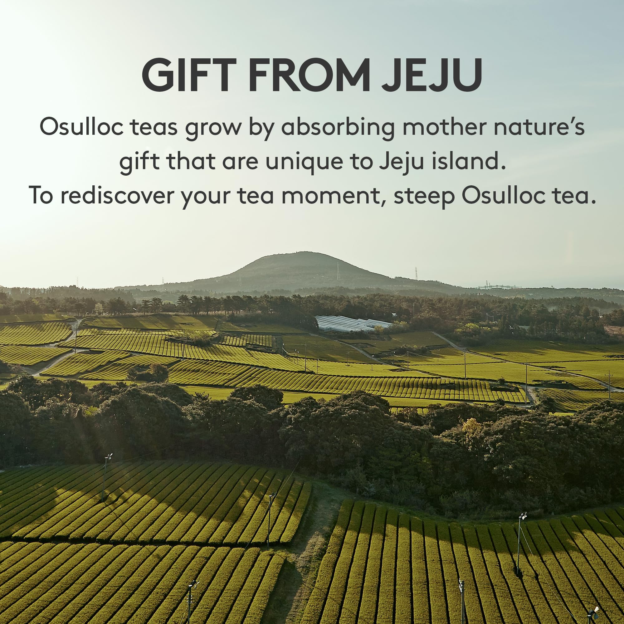 OSULLOC tea sampler close-up reveals vibrant colors and textures.