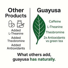 Pacha Guayusa caffeine boost without jitters for steady focus