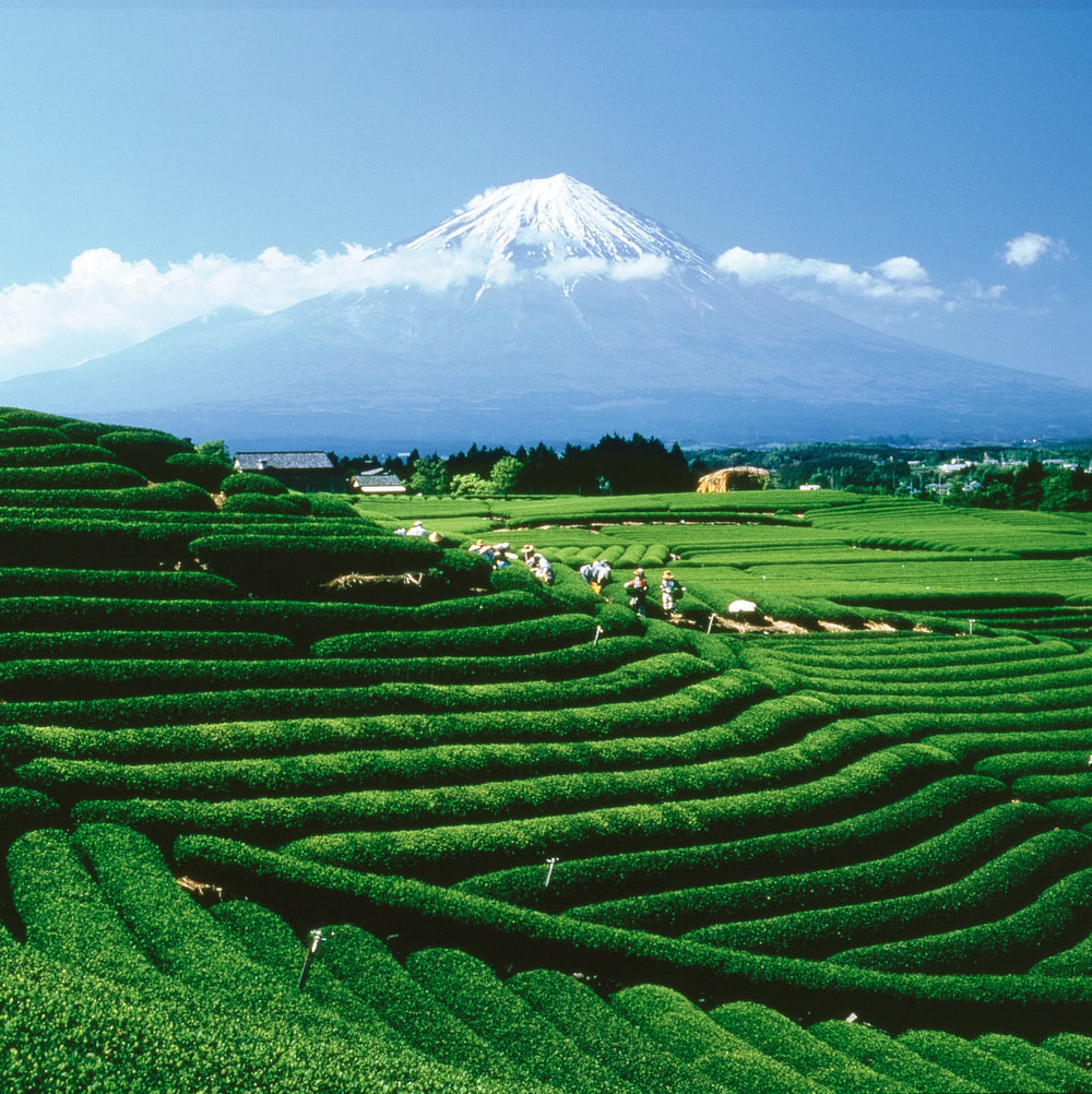 Parisian tea expertise shines in this balanced Grand Jasmine Chun Feng aroma