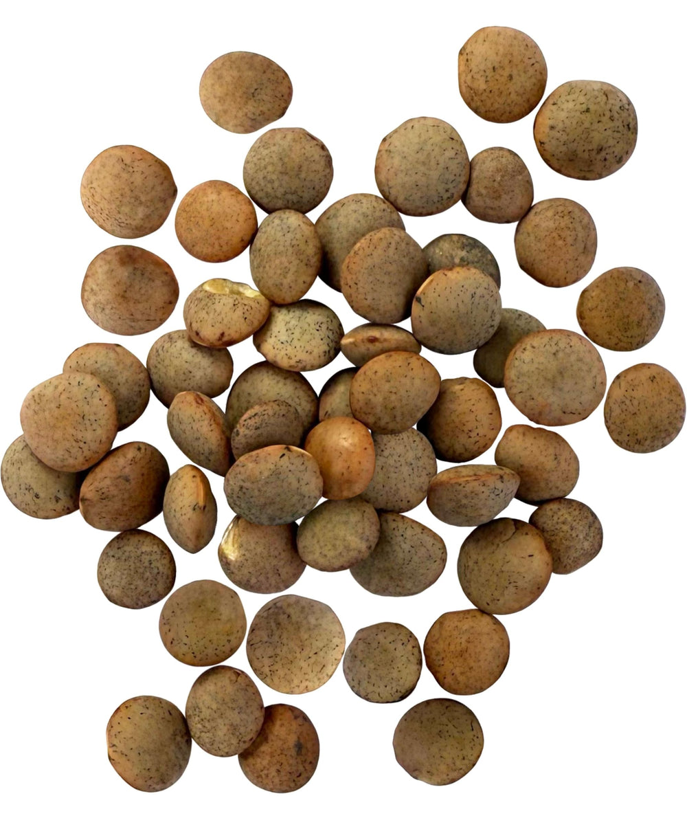 Palouse Brand brown lentils ready to rinse and cook