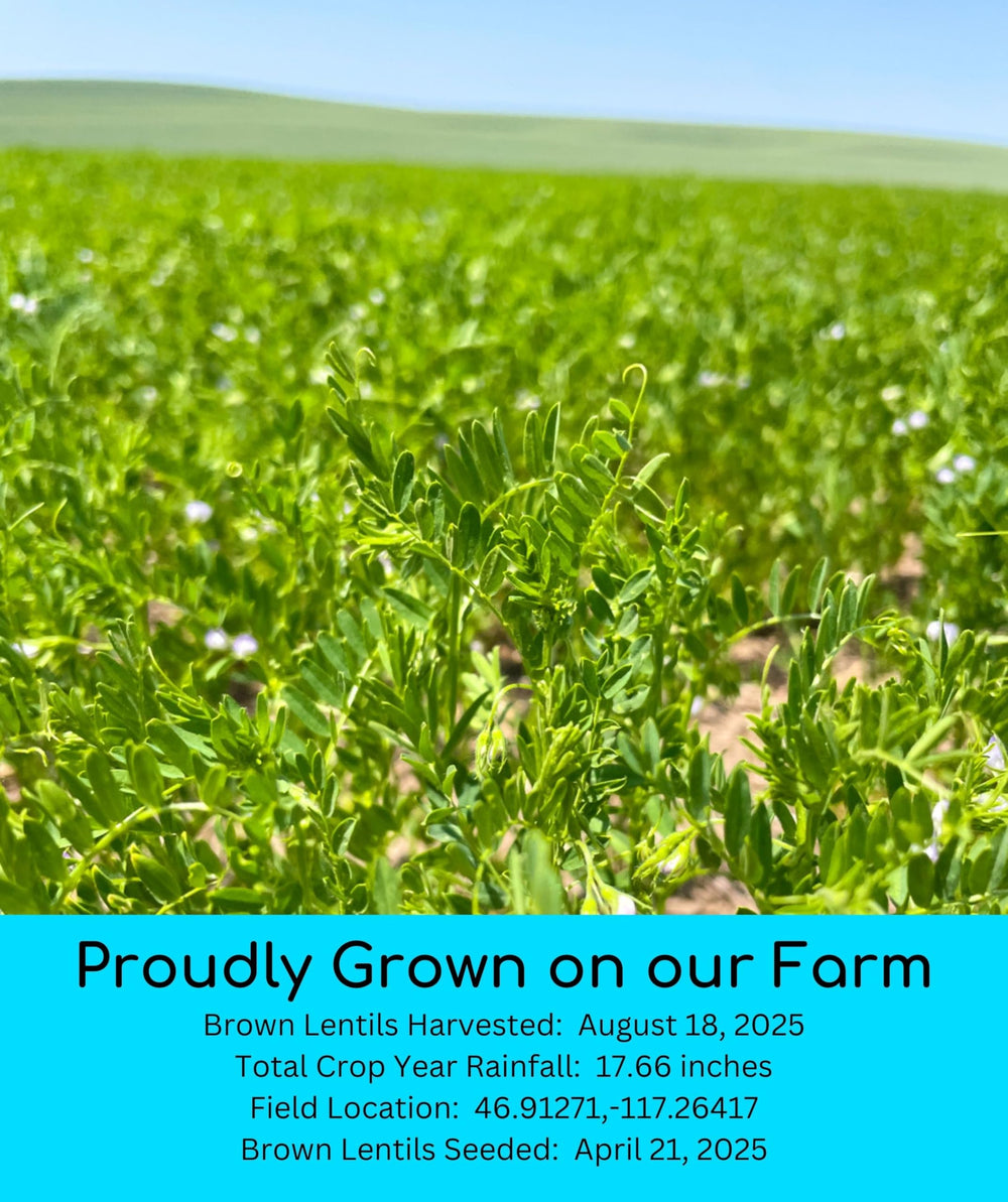 Palouse Brand brown lentils suitable for sprouting