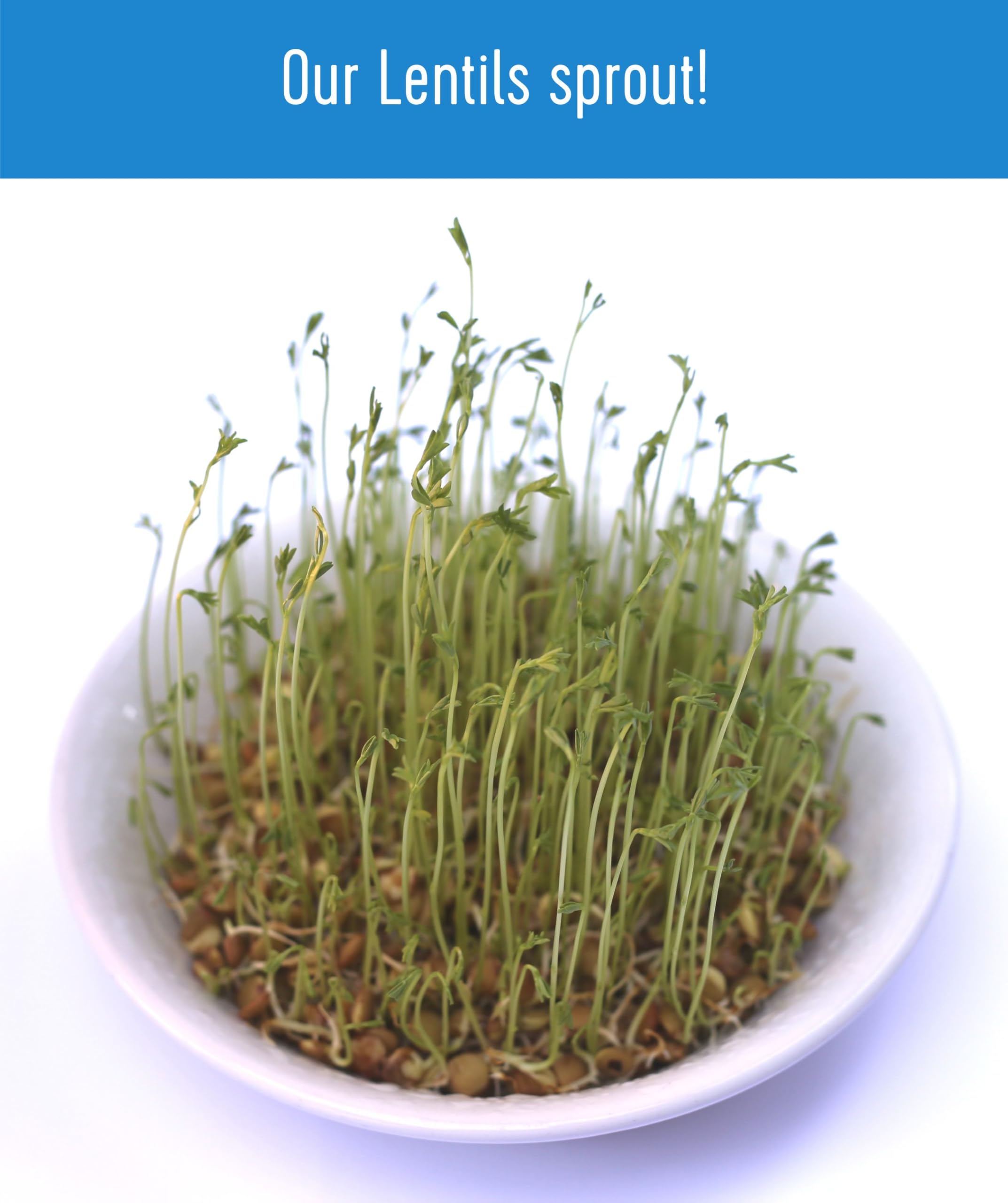 Palouse Brand farm-to-table lentils from Washington state