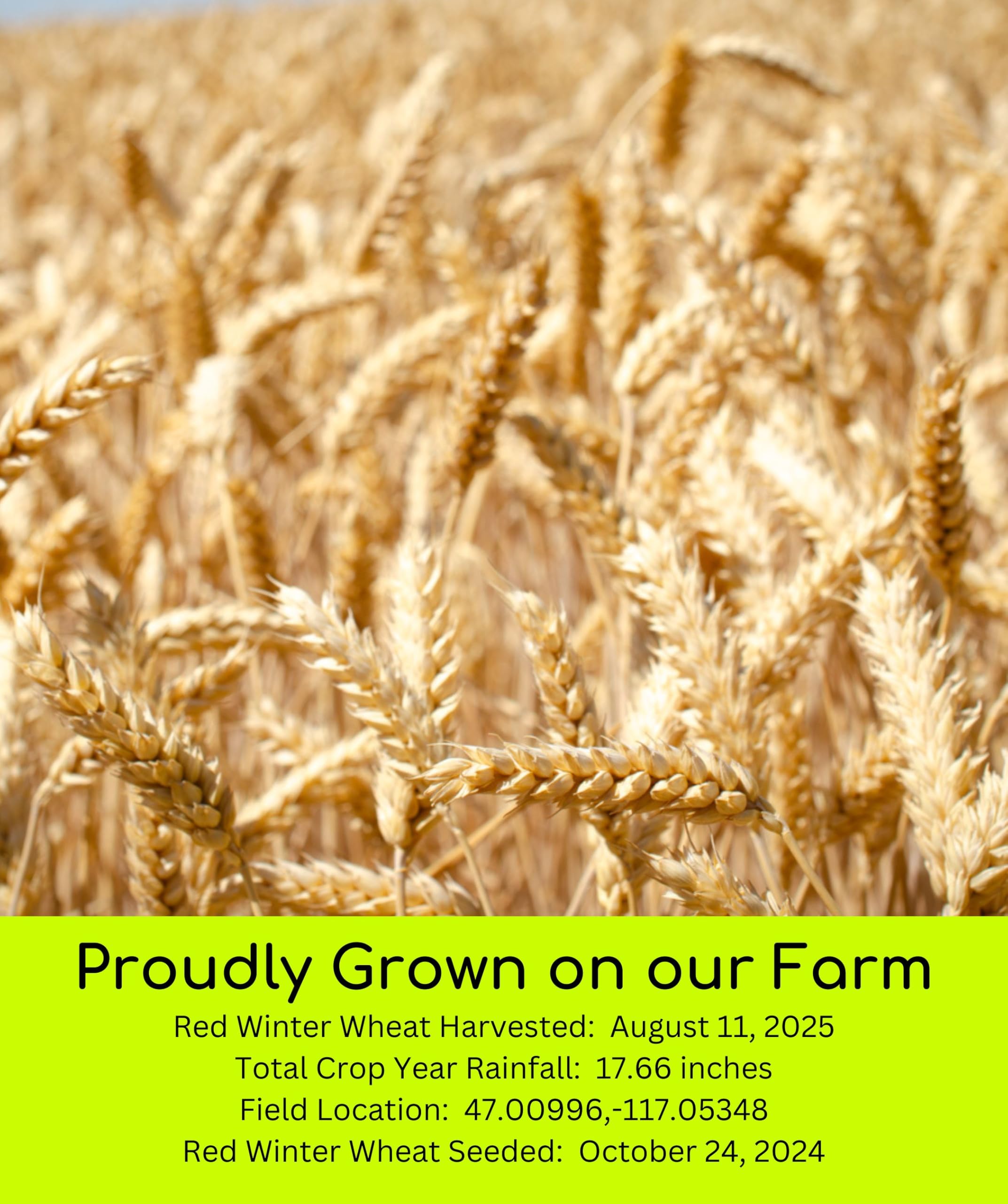 Palouse Brand non-GMO Project Verified wheat berries for mindful pantry choices