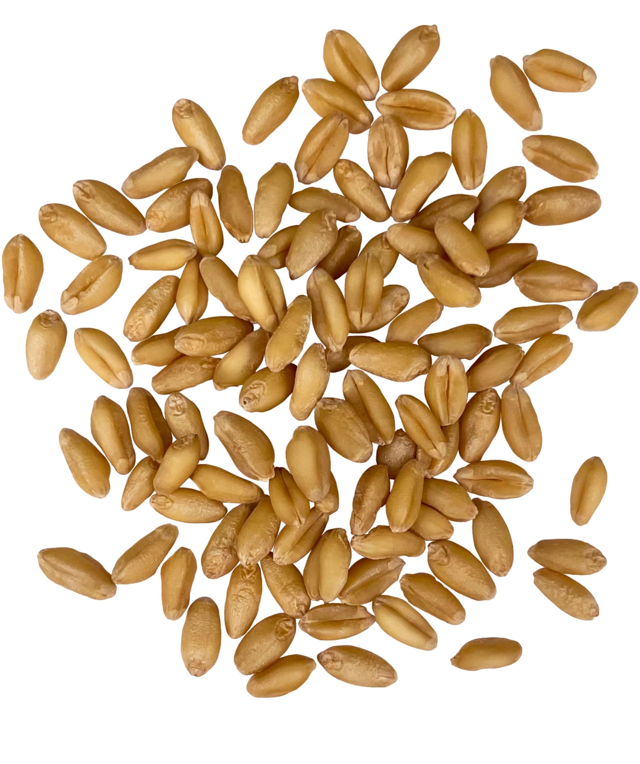 Field harvest of Palouse Brand soft white wheat berries on the Washington farm.