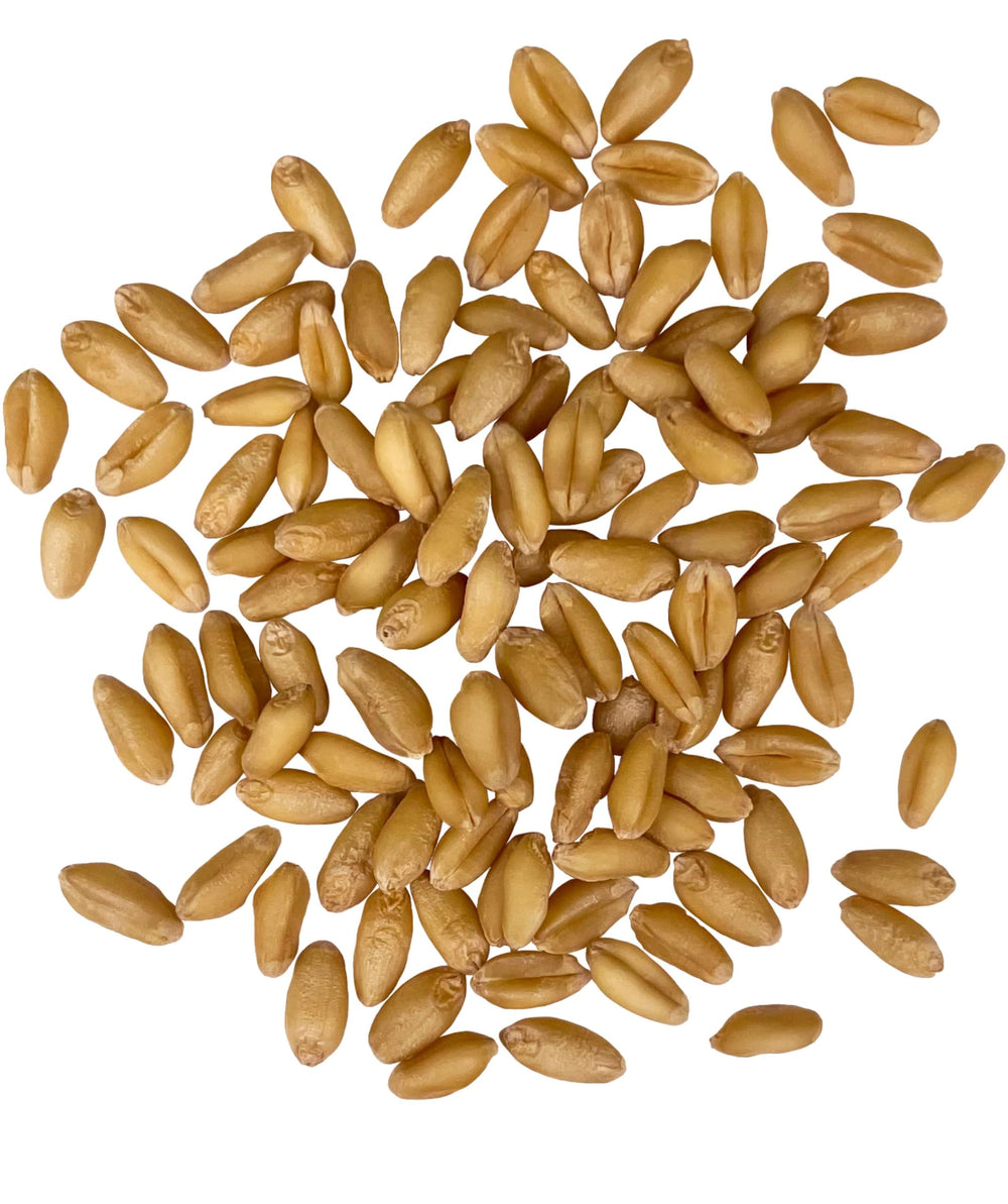 Field harvest of Palouse Brand soft white wheat berries on the Washington farm.