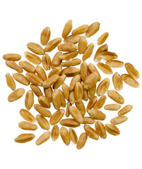 Palouse Brand wheat berries closeup showing natural texture for sprouting.