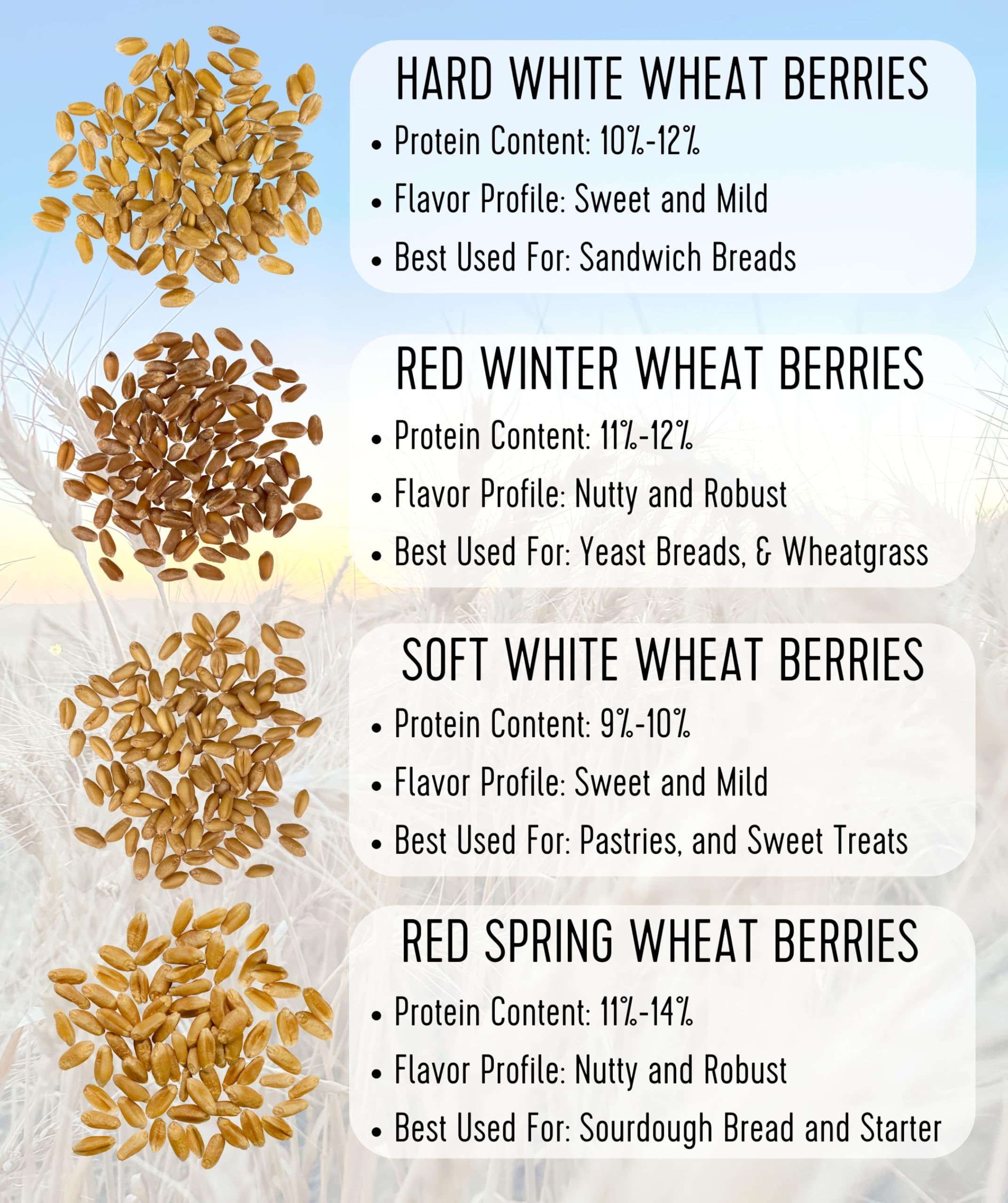 Palouse Brand wheat berries measuring cup ready for precise portions