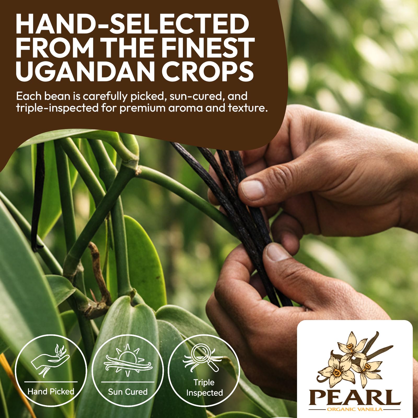 Pearl Organic Vanilla pods from Uganda, 5-6 inches long