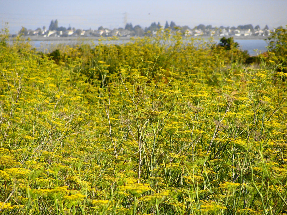 Pollen Ranch fennel pollen in a modern kitchen inviting recipe experimentation