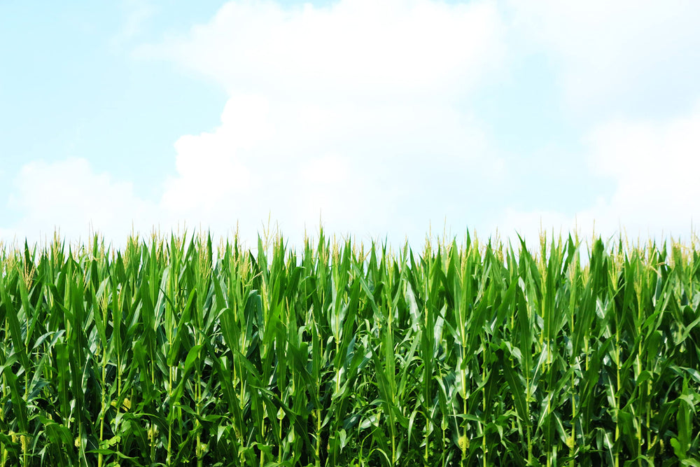 Preferred Popcorn organic kernels offer a nutritious snack base with fiber and iron