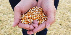 Preferred Popcorn us-grown farm source supports fresh, American-grown kernels.